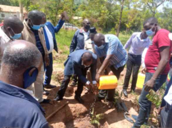 Tree Planting
